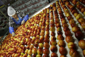 Apples being sorted on line