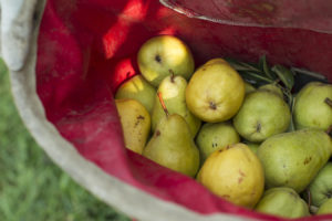 Pear harvesting