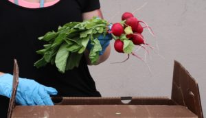 A close-up of hands holding a bunch of red radishes above a cardboard box