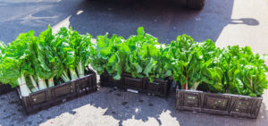 A row of black crates filled with different varieties of leafy green vegetables