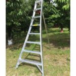 8' Orchard Ladder